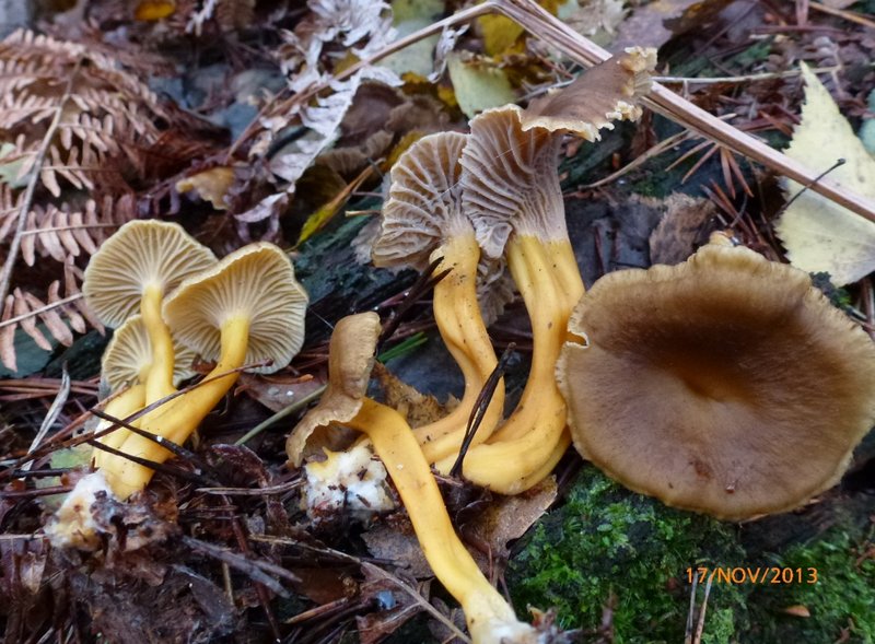 2013-11-17-Mycologie au poteau des Quenouilles